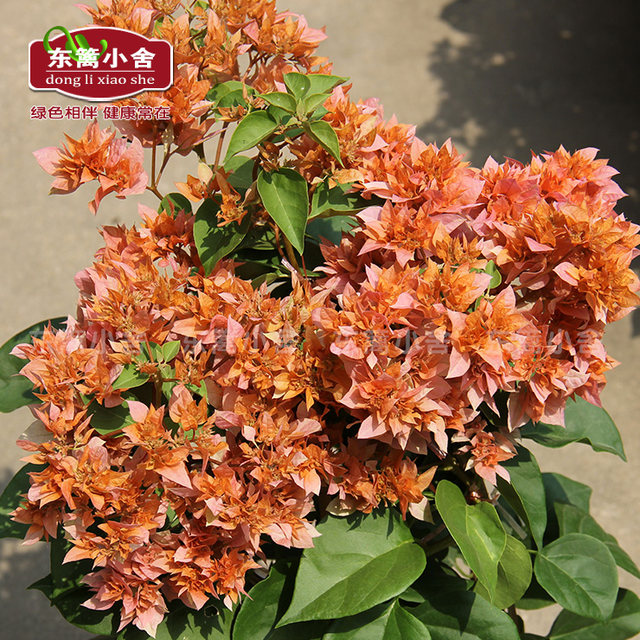 Dongli Xiaoshe vine climbing flowers, heavy orange, golden and double bougainvillea, with real photos and shipped in original pots