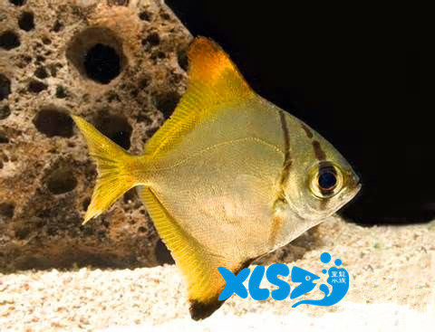 Yellow Fin Pomfret Coral God Bat Pomfret White Pomfret Yellow Flag Pomfret Water Desalinated Artificial Breeding Large Eye Fish Group Tours To Watch Fish