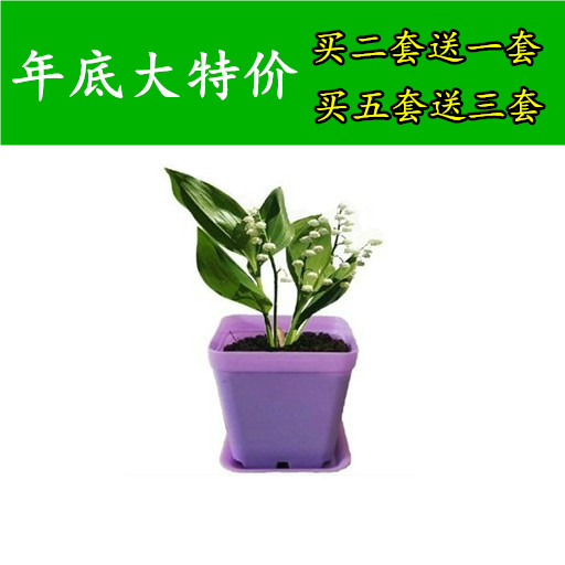 铃兰花种根 种根套装 套餐 浓香花卉球根植物 铃兰盆栽 包邮