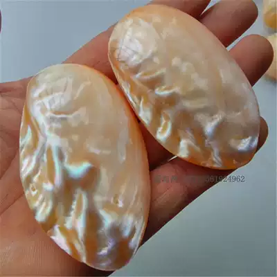 Natural conch shell gloss pearl shellfish scraping board double-sided clam shell creative collection gift handlebar
