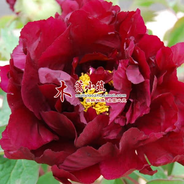 精品盆栽 庭院蓝色 牡丹花苗【黑鹤撒金】极其珍贵