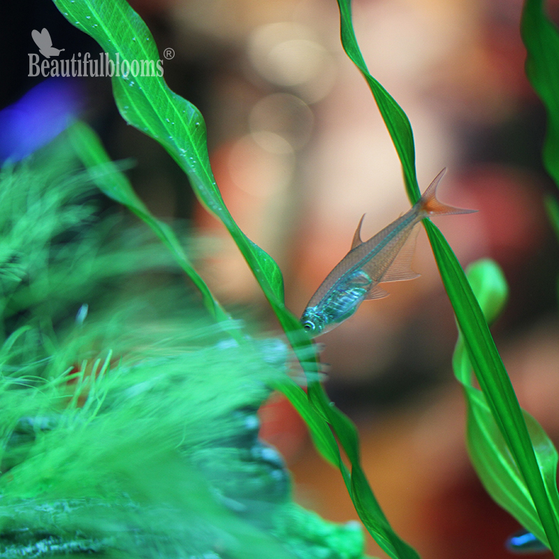 Fish tank landscaping simulation plastic fake grass kelp spiral seaweed aquarium decorations landscape lotus plants