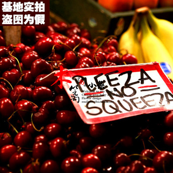 【宝石15】盆栽地栽车厘子樱桃苗嫁接苗当年结苗全国适宜