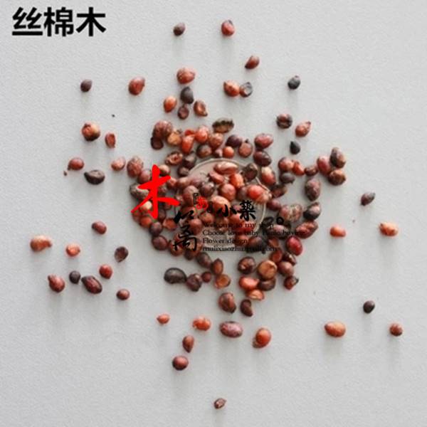 丝棉木 桃叶卫矛 盆栽室内苗花卉 阳台花 观花植物