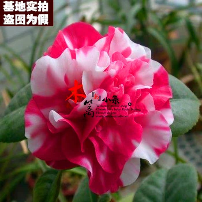 阳台庭院盆栽地栽山茶花树 精品茶花苗【情人节15】山茶花苗