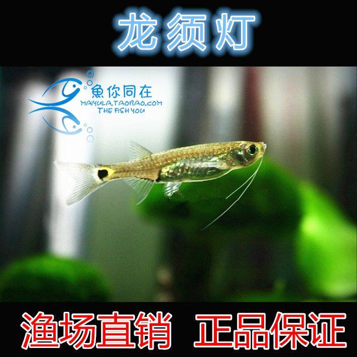 South American Dragon Shall Light Fish Living Tropical Fish Clean Fish Grass Cylinder Tool Fish Oil Removal Film Fish Good Helper Living Body