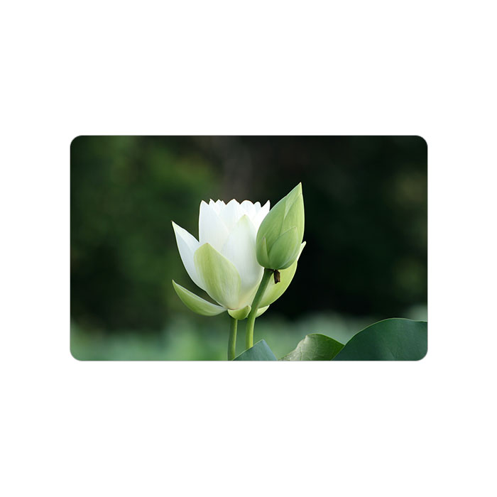 Flowers and trees card stickers Custom lotus card stickers Lotus leaf card stickers Lotus Pond card stickers DIY custom card stickers