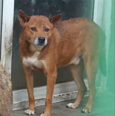 The blessing of Zero Three One Old Six (not for sale only for display)