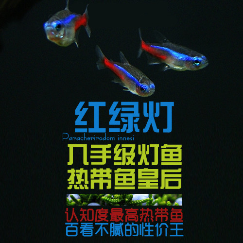 South American aquatic traffic light fish red light fish neon light fish ornamental fish living fish small fish tropical fish light corfish
