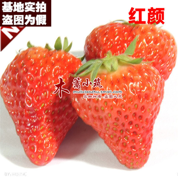 【红颜17】盆栽花卉草莓 阳台盆栽地栽 庭院栽种四季草莓