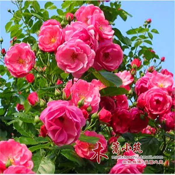 藤本月季花苗 大花【普天同庆】爬藤藤本月季四季开花花卉盆栽