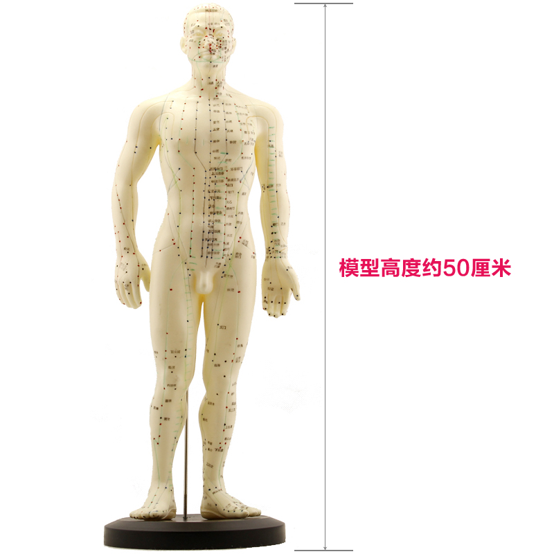 包邮 华佗牌 针灸经穴奇穴 双标人模型 穴位人体模型 穴位参考图