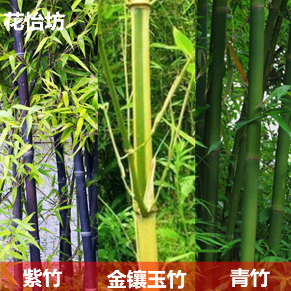 庭院盆栽 观赏金镶玉竹子苗 青色竹子苗紫竹苗 篱笆植物 彩色竹子