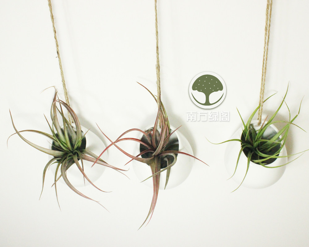 Multi-meat white ceramic flower pot air pineapple plant wall hanging office Nordic fresh and green plant-like board room