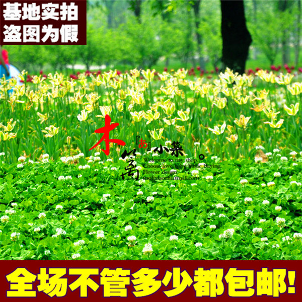 地被植物红花草盆栽花卉三叶草 多年生庭院地被花草红三叶白三叶