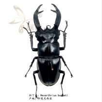 Butterfly: true insect specimens Hexarthrius buqueti black-horns stout stagmus