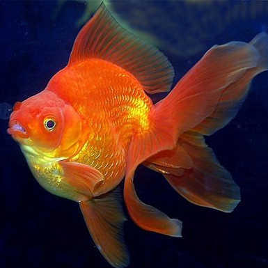 精品金鱼活体包邮元宝琉金短身琉金红红白五花红黑琉金