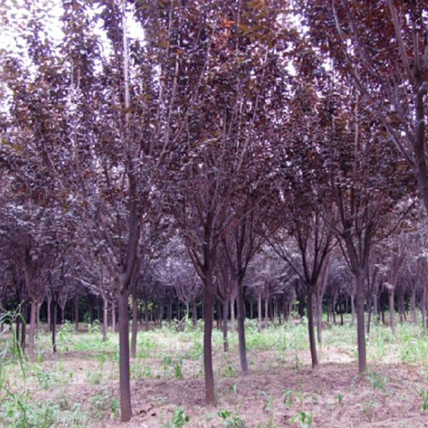 紫叶李苗 速生紫叶李苗 红叶李苗