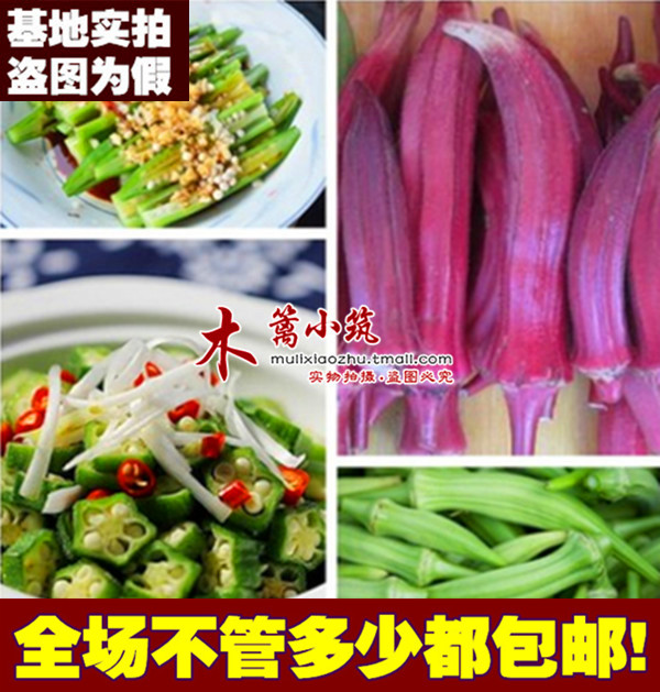 黄秋葵四季播种杨贵妃黄秋葵红秋葵壮阳补肾四季可播种