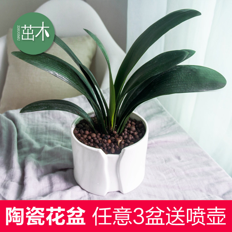 ��ľ����