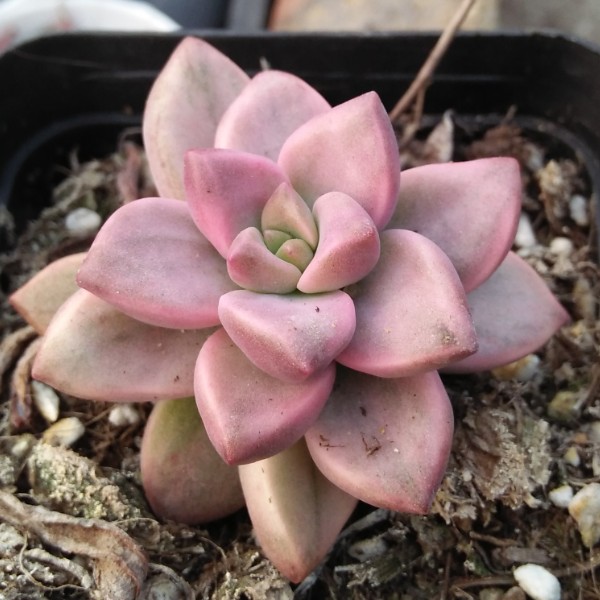 幺幺多肉園藝限時打折包郵 姬朧月錦多肉植物防輻射