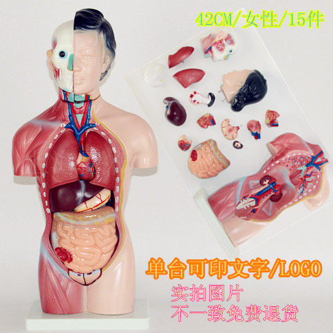 人体躯干模型42cm 男性躯干解剖13件 女性内脏器官 人体标本解剖