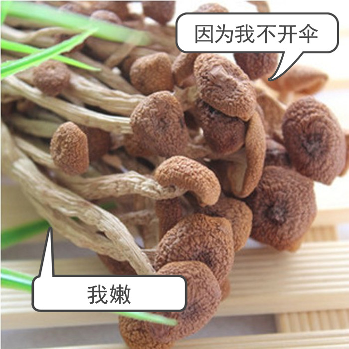 Fujian Gutian Special Tea Tree Mushrooms Without Opening Umbrellas New Dry Goods Natural Tea Pay Mushrooms Ice Mushrooms Ice Mushrooms tender 250g