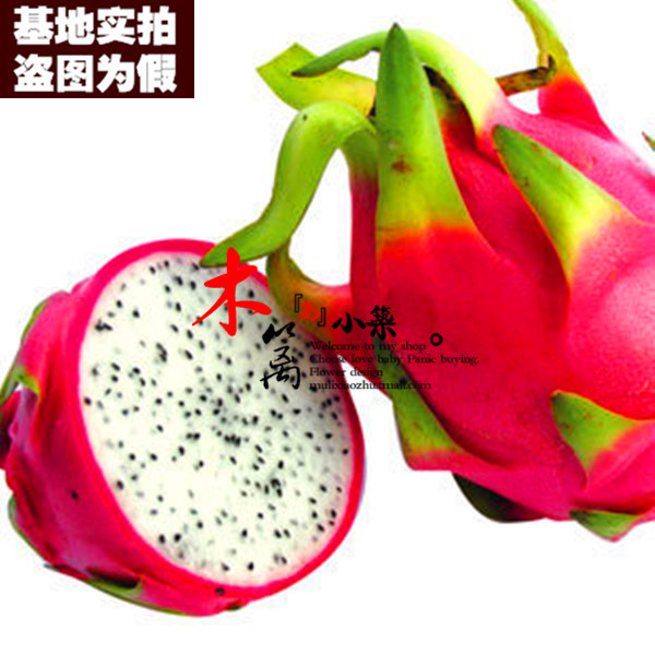 白肉火龙果15 盆栽 火龙果 紫肉 带根粗壮 果大肉多 苗