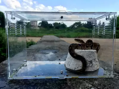 Reptile box large resin fire rose Spider corn snake Lizard Lick food bowl water tray bath tub