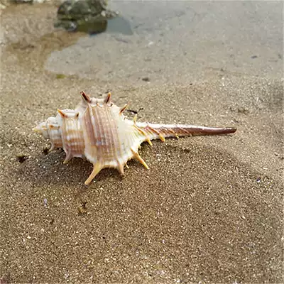 Natural Witch Snail Conch Shell Coral Starfish Tank Landscape Platform Wedding Hotel Decoration