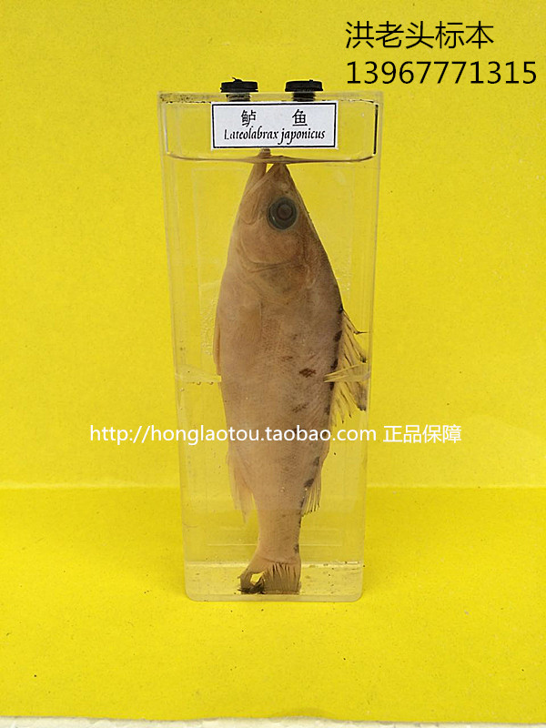 鲈鱼浸制标本 科教仪器 生物教学标本 中小学幼教配套标本
