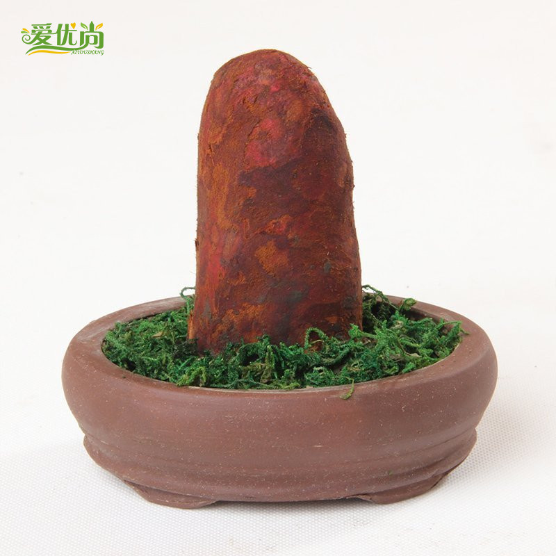 ������С�辰 ̴��ľ