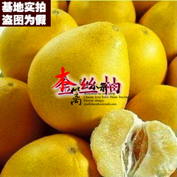 【金丝柚15】果樹苗柚子樹苗柚子苗庭院嫁接柚子苗盆栽地栽