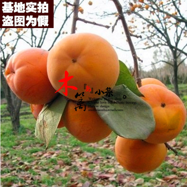 【日本甜柿15】柿子苗柿苗嫁接苗庭院阳台盆栽地栽全国可种植