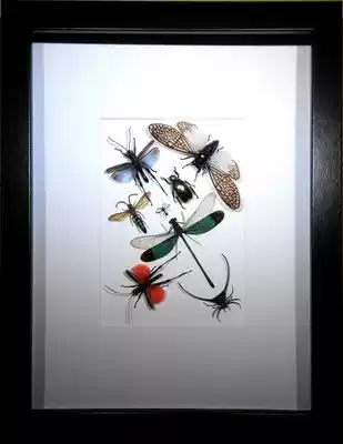 Butterfly: Insect specimens mix and match real insects European and American big brand simple style high-end customization