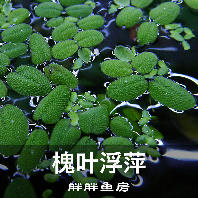 Mini locust leaf duckweed centipede Ping shrimp tank absorbs NO3 nitrate ammonia nitrogen Simple landscaping good cultivation of water plants