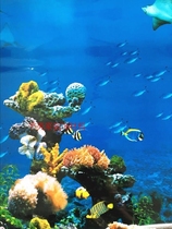 New fancy kitchen cabinet door film crystal steel door Film pattern-waist undersea world