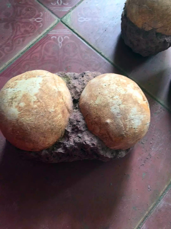 Teaching Specimen That Resembles a Dinosaur Egg Fossil, High-Quality Imitation of a Dinosaur Egg Fossil Ornament. a Powerful Tool for Protecting the Home
