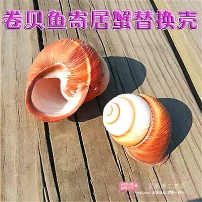 Natural conch shell Yellow snail snail roll shellfish Hermit crab replacement shell fish tank aquarium creative landscaping