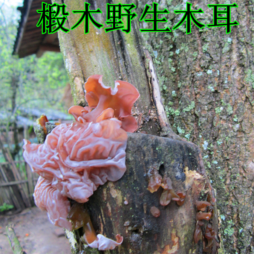 Black fungus wild dry goods in northern Fujian source deep mountain farm home 250g bulk