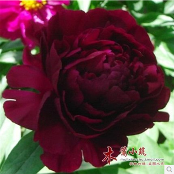 多年生 芍药根块【黑紫含金】带芽芍药种根 芍药花苗 当年开花