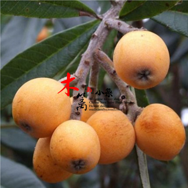 【解放钟】枇杷苗 枇杷树 白沙琵琶树 琵琶树花卉苗木庭院植物