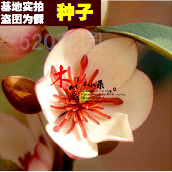 【丹心17】乐昌含笑 南方白兰花 广东含笑 景烈白兰【10粒装】