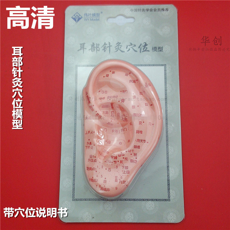 医用高清耳朵耳部针灸穴位模型经络通穴位耳贴穴反射区耳按摩针灸
