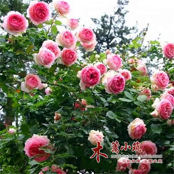 香水 藤本月季【龙沙宝石2】阳台庭院.爬藤速度快