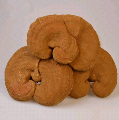 Northeast Half wild Whole Branches Lingzhi with powder linden wood red Lingzhi Changbai Mountain Lucid Lucid 250 gr Special Price