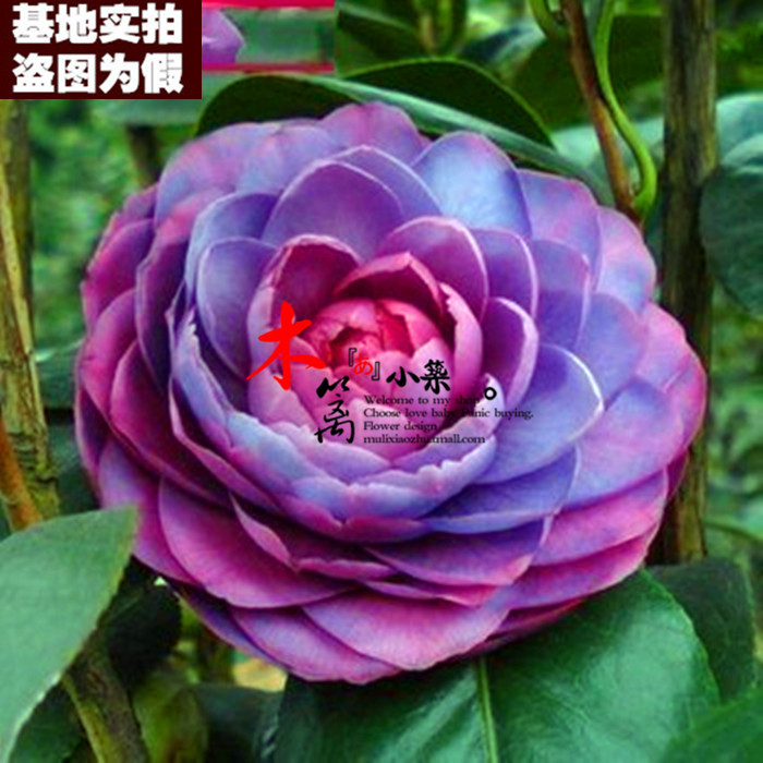 阳台庭院盆栽地栽山茶花树 精品茶花苗【蓝丝带15】山茶花苗