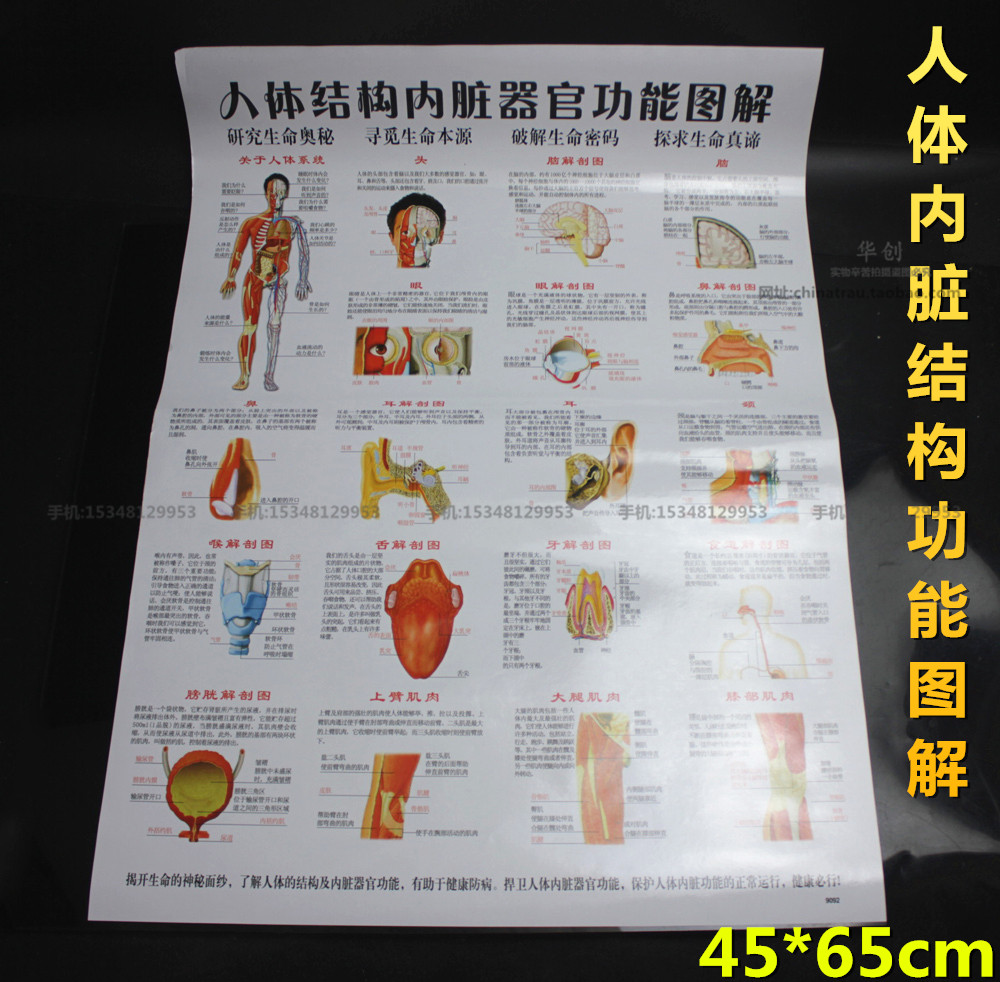 医用人体结构内脏器官功能图解挂图解剖图高清图学生用参考图防水