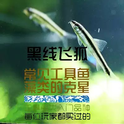 South American aquarium aquatic plants, fish tanks, algae removal tools, live fish, black line, first-line flying fox fish, algae, fluffy algae, Fidelity