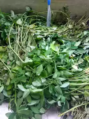 (Co Majia self-growing forage)Full * High-quality pollution-free peanut leaf fragrant tender green 100G pack